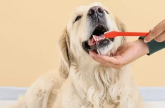 How to Properly Brush Your Dog's Teeth for Optimal Oral Health?