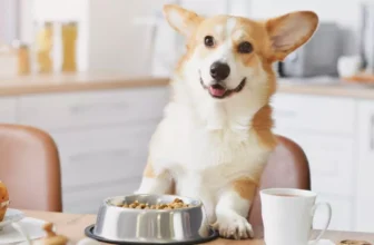 What Are the Signs of a Healthy Dog Diet and How to Achieve It?