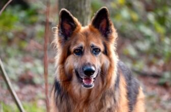 preventing fleas and ticks