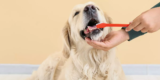 How to Properly Brush Your Dog's Teeth for Optimal Oral Health?