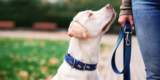 What Are the Different Types of Dog Collars and Their Uses?